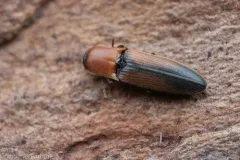 Idolus columbiana thumbnail 3