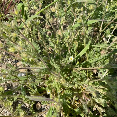 annual polemonium