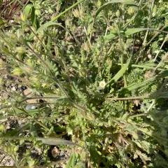 annual polemonium thumbnail 1