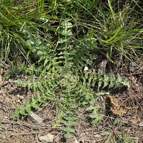Tall Tumblemustard