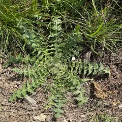 Tall Tumblemustard thumbnail 1