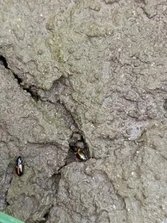 Midday Harp Ground Beetle thumbnail 2