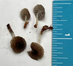 Mycena fuliginella thumbnail 2