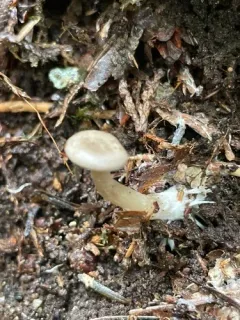 Rhizocybe rhizoides thumbnail 3