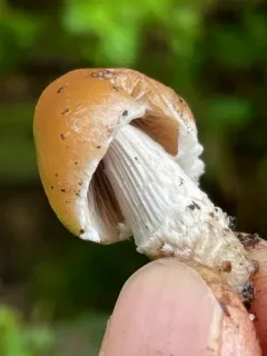 Psathyrella jilinensis thumbnail 2