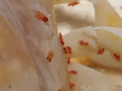 red copepod thumbnail 2