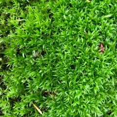 Catherine's moss thumbnail 2