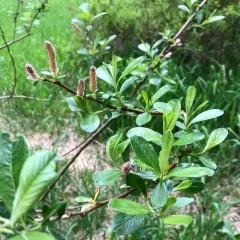 Sitka willow thumbnail 2