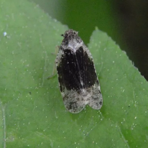 Cixius apicalis