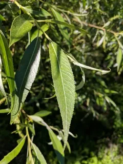 crack willow thumbnail 1