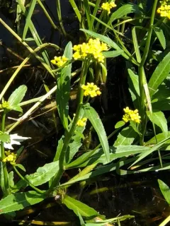Amphibious Yellowcress thumbnail 4