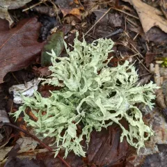 Sinewed Bushy Lichen thumbnail 3