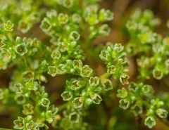 Perennial Knawel thumbnail 2