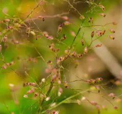 Leiberg's Rosette Grass thumbnail 2