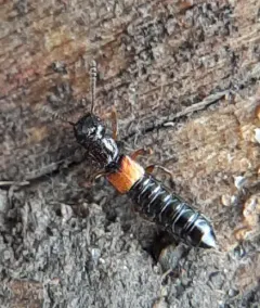 Anotylus insecatus thumbnail 2