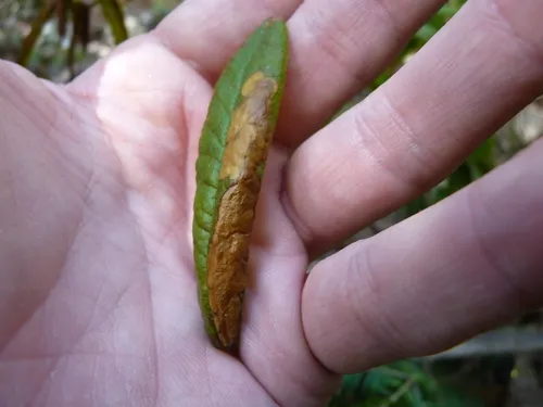 Labrador Tea Leaf Miner