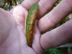 Labrador Tea Leaf Miner thumbnail 1