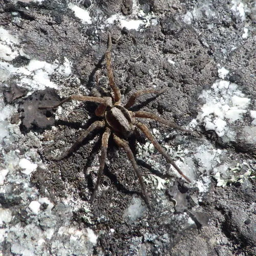 Forest Wolf Spider