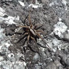 Forest Wolf Spider thumbnail 1