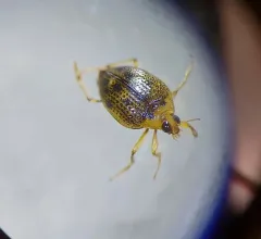 Peltodytes duodecimpunctatus thumbnail 1