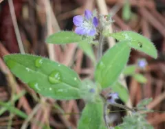 Low Phacelia thumbnail 4