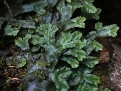 Great Scented Liverwort thumbnail 3