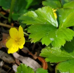 Siberian barren strawberry thumbnail 2