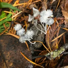 Coprinopsis stercorea thumbnail 2