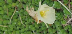 hoop-petticoat daffodil thumbnail 4
