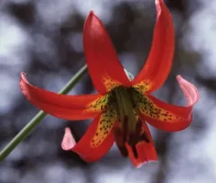 western lily thumbnail 3