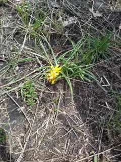 Yellow Crocus thumbnail 4