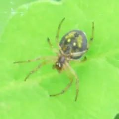 Six-spotted Orbweaver thumbnail 2
