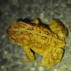 American Toad photo