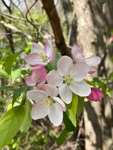 southern crabapple