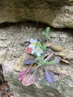 Garden Arabis thumbnail 3