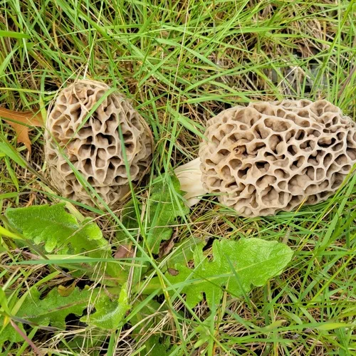 American yellow morel