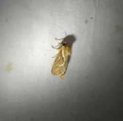 Common Swift Moth thumbnail 3