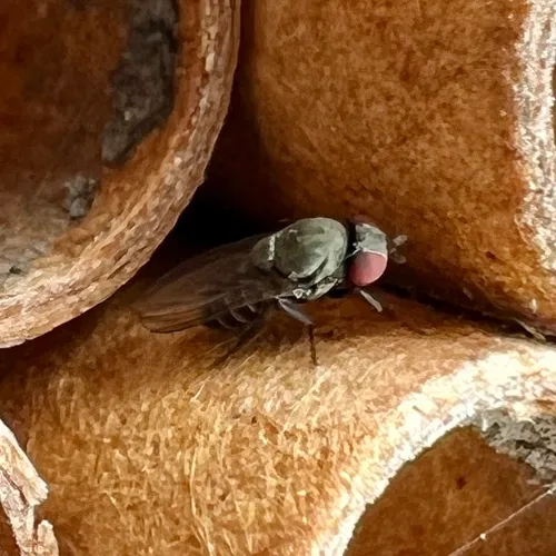 Houdini Fly