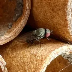 Houdini Fly thumbnail 1