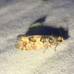White Pine Coneborer Moth thumbnail 3