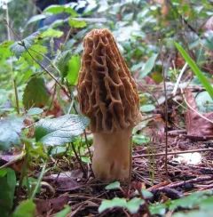 Mountain Blond Morel thumbnail 3