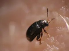 Chaetocnema borealis thumbnail 2