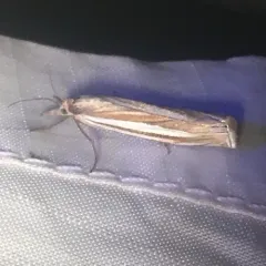Eastern Grass-veneer thumbnail 3