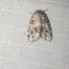 Little White Lichen Moth thumbnail 4