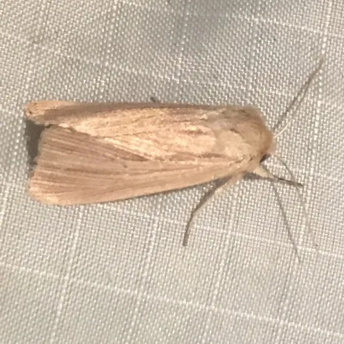Lesser Wainscot