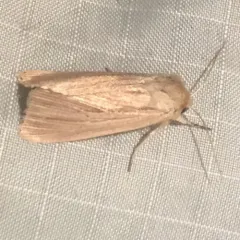 Lesser Wainscot thumbnail 1