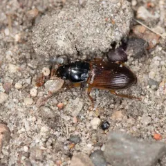 Tawny-backed Harp Ground Beetle thumbnail 2