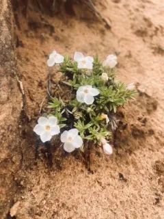Beaver Rim Phlox thumbnail 3