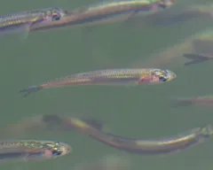 Northern Anchovy thumbnail 2