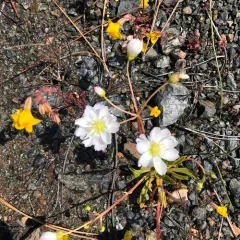 opposite-leaved lewisia thumbnail 1